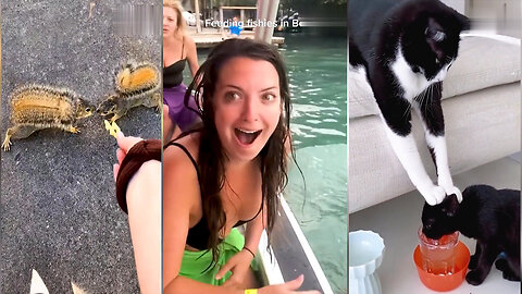 Funny Cats Video 2023 😺 Funniest Animals 😂 #20