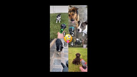 which dog is funniest🤣🤣 cute reactions dogs 😍😍🥰