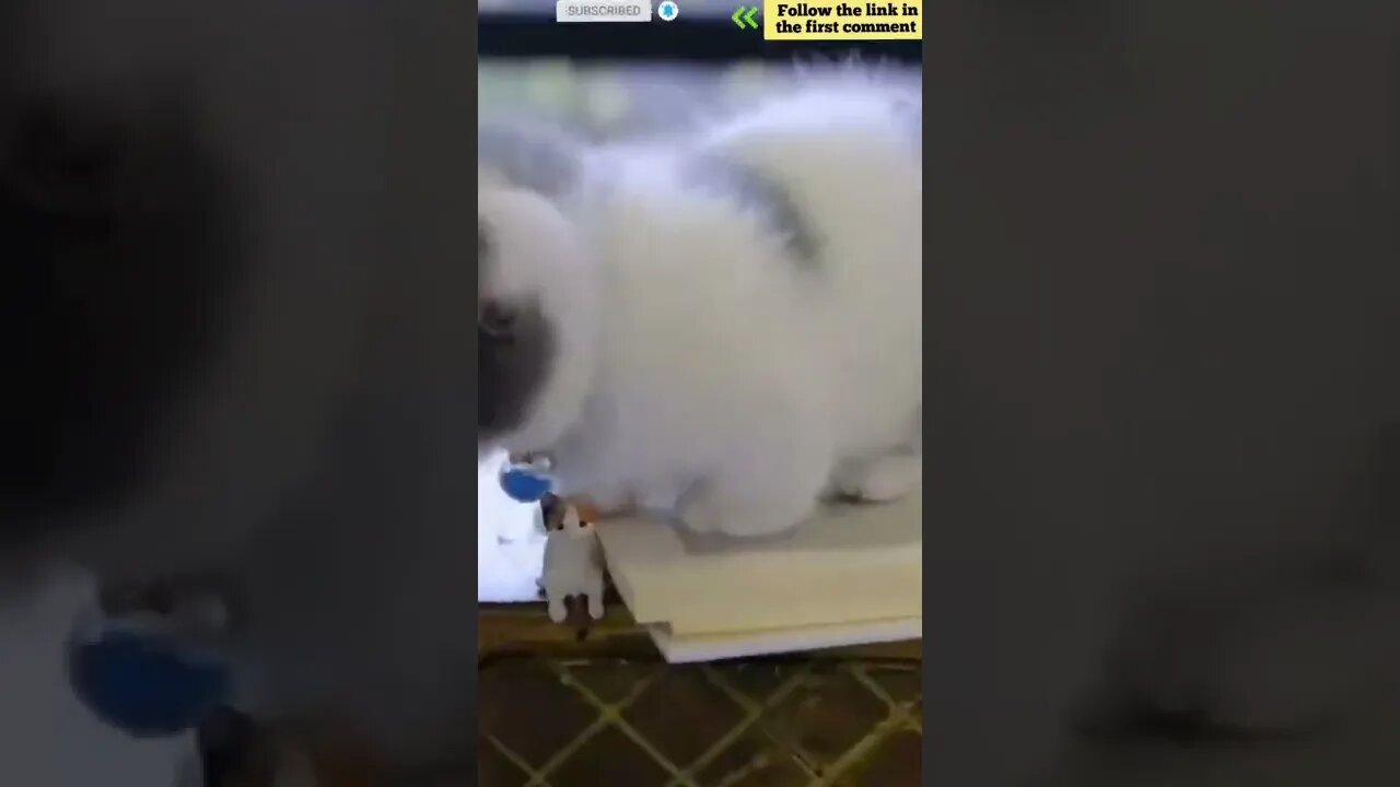 cute cat videos 😹 funny videos 😂 800 😻 #shorts #shortsfunny #cutecat #catvideos #catscare #cat