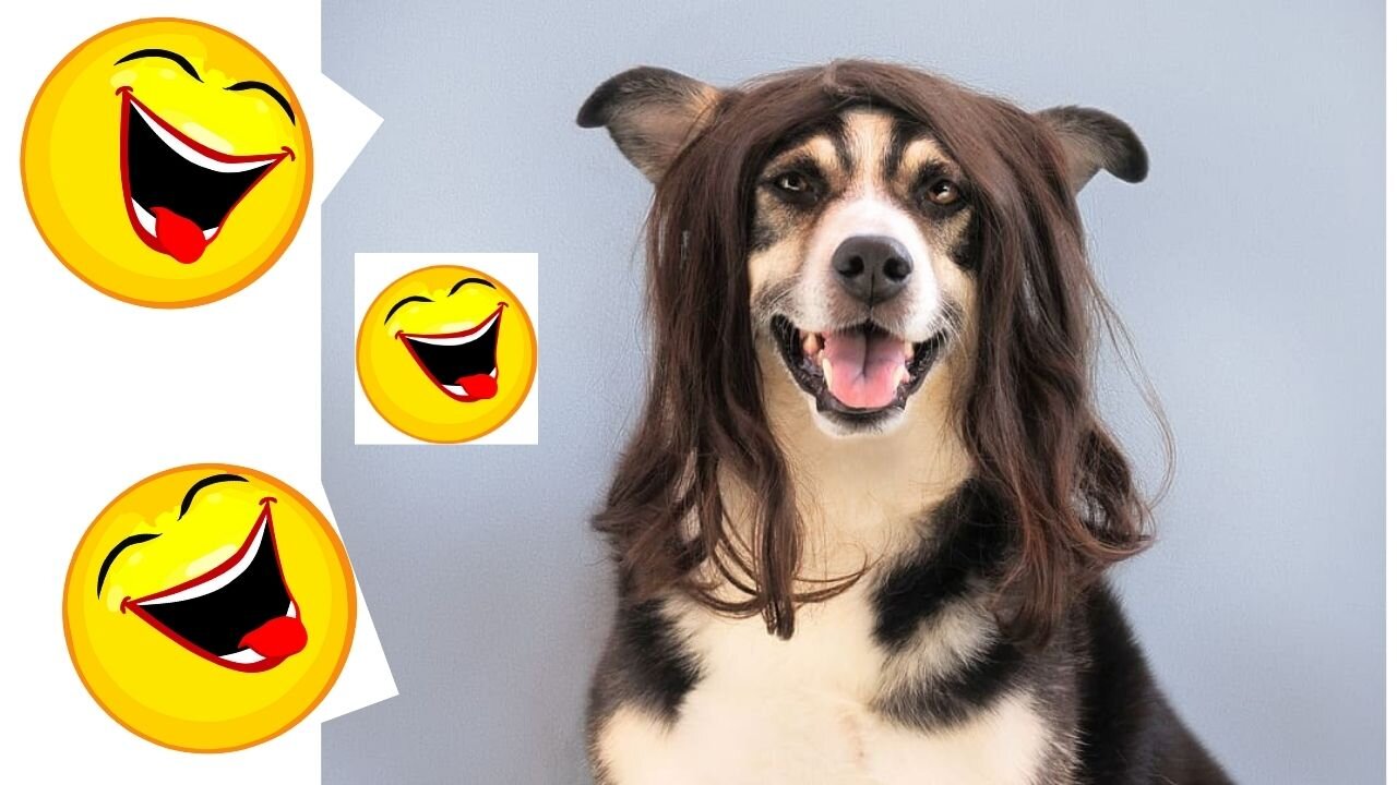 funny dogs and crazy dogs best memes Funny pets