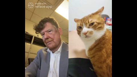 The Ultimate Donald Trump Cat Meme! 🐈