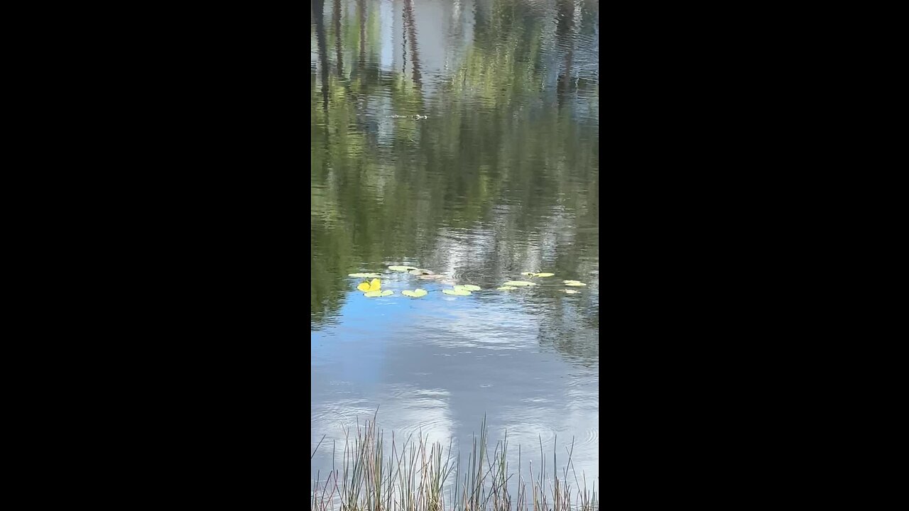 Video upload for 111268590520302221