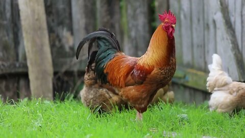 wow so beautiful roosters hens in the green Grass.