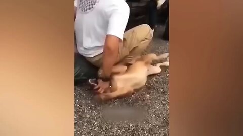 Funny animals 😂😂😂😂😂