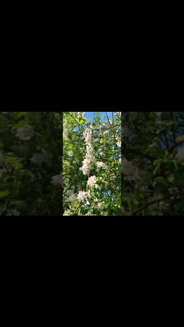 Blooming cherry tree in Shumsk Ukraine
