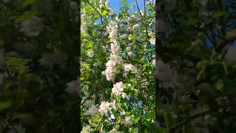 Blooming cherry tree in Shumsk Ukraine