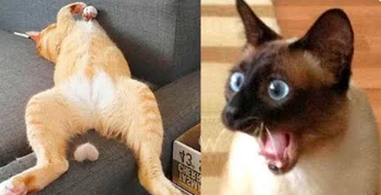 funny animal videos | cat and dog videos try not to laugh