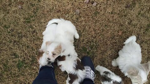 Outside with the F Litter & Ella(2)