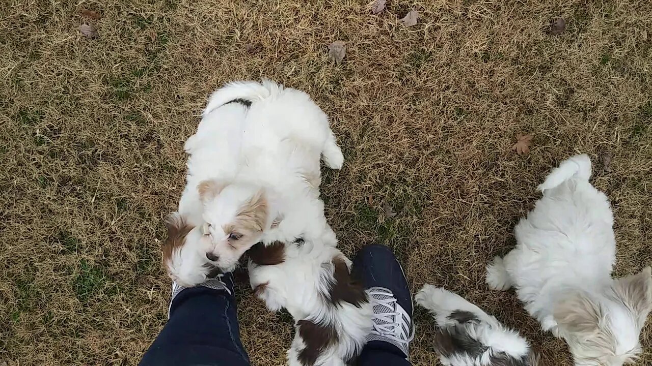 Outside with the F Litter & Ella(2)
