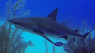 Belize: An underwater world of mystery and danger