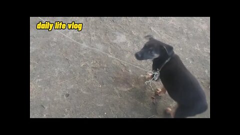 funny naughty dog | daily life vlog