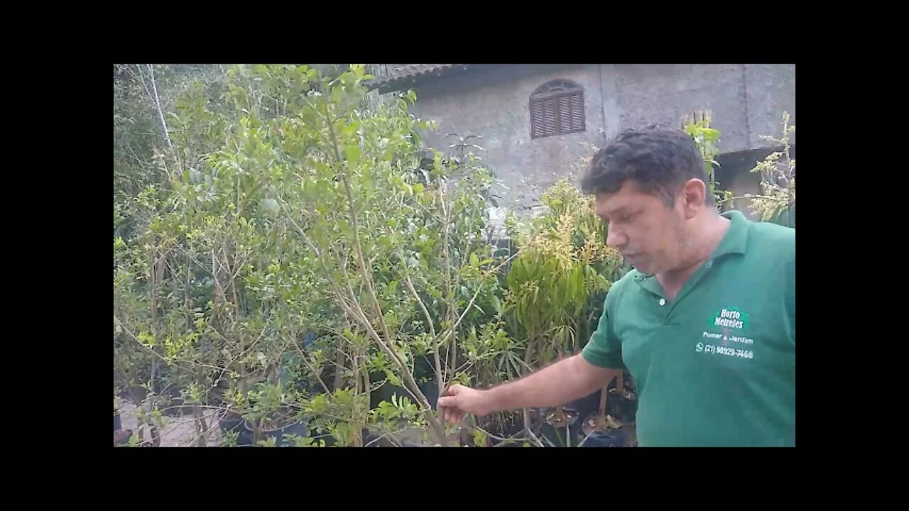 mudas de cereja do Rio grande prestes a produzir com 2 metros a 80,00 reais em Niterói RJ