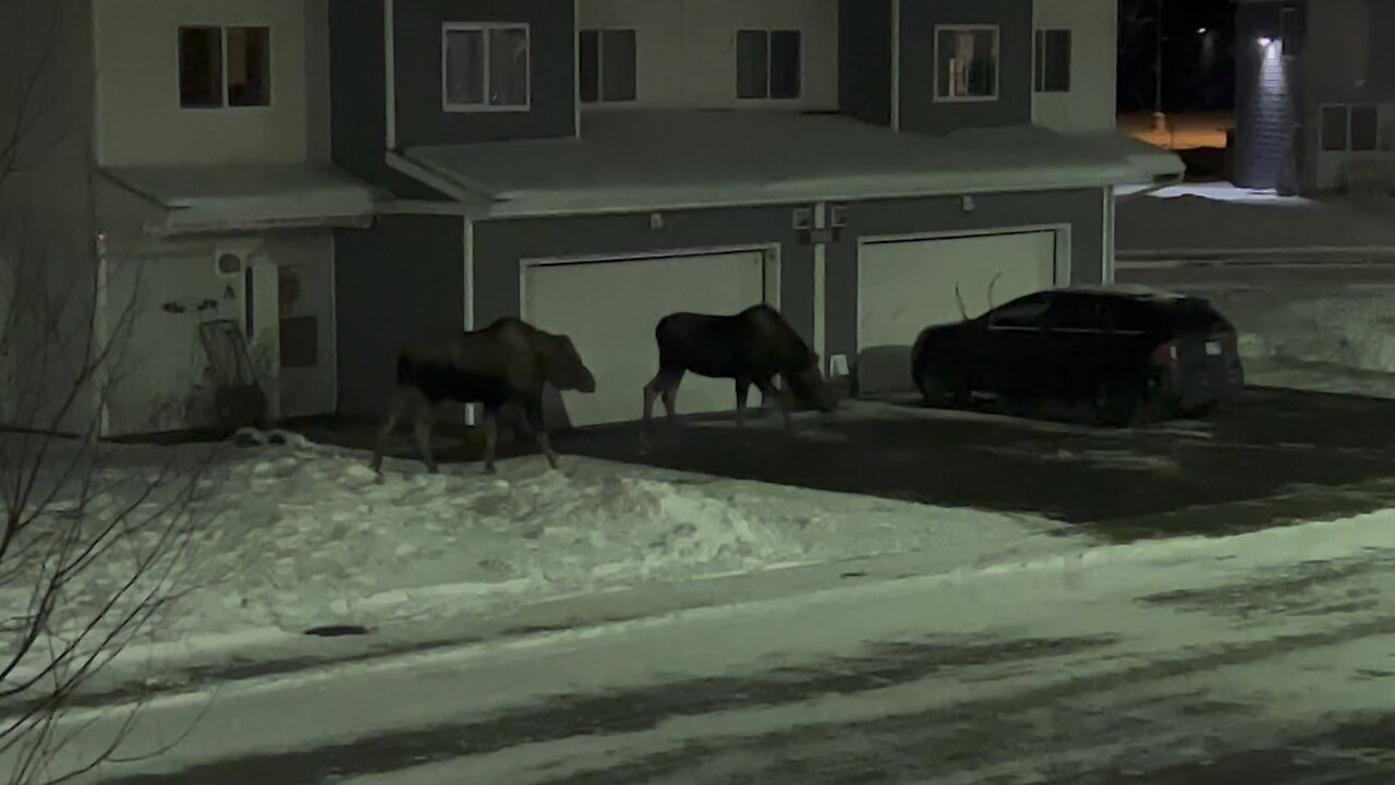 JBER Alaska Moose Winter 2022