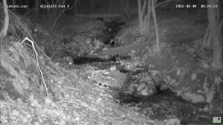 Red Fox chases Raccoon