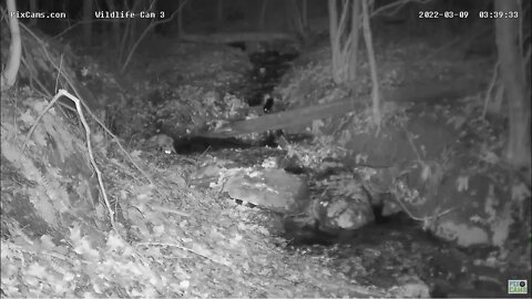 Red Fox chases Raccoon