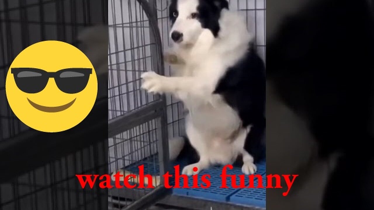 Best Dog Funny🐶😂