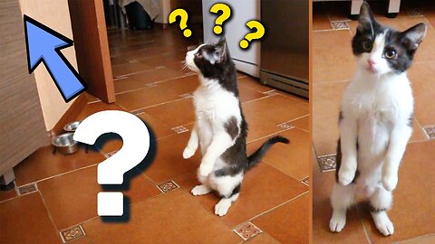 Funny moments cats Best Falls 😂😹🙀