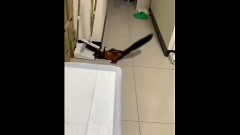 Squirrel knocks broom down then pretends to be a victim.💀🤣