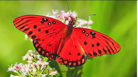 TOP 10 BEAUTIFUL BUTTERFLIES 😲😯