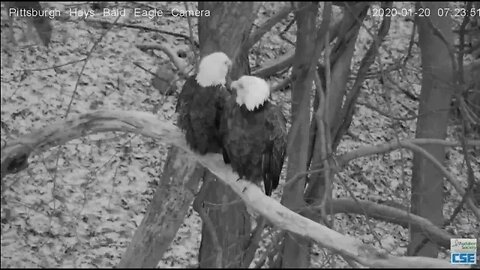 Pittsburgh Hays Eagles Mom and Dad watch deer 2020 01 20 724AM