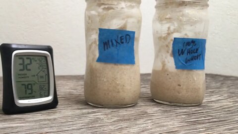 Saturday Projects™.com | Sourdough Starter - 6 | It's about the smells...and a pancake tester