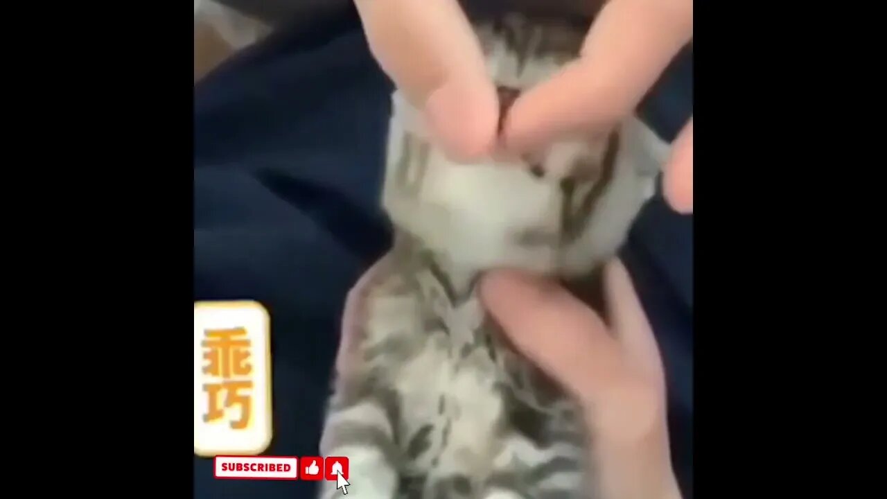 cute cat videos 😹 funny videos 😂1607