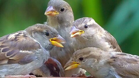 House Sparrows Are All Business Today