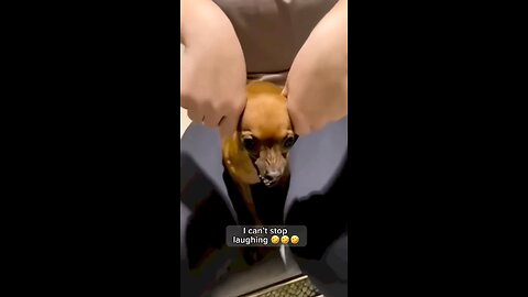 Animals Funny video 🐶🦊#Shortsanimals,🐕🐶🐺🐺🐯