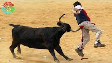 Dangerous Bull Video Clips