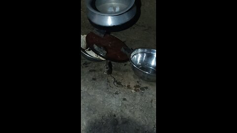 Funny animal video 😂😂