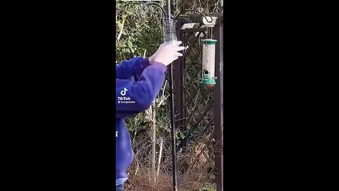 Animals vs birds