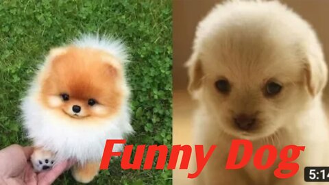 Funny Dog video