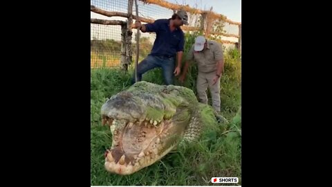 Funny video with animals