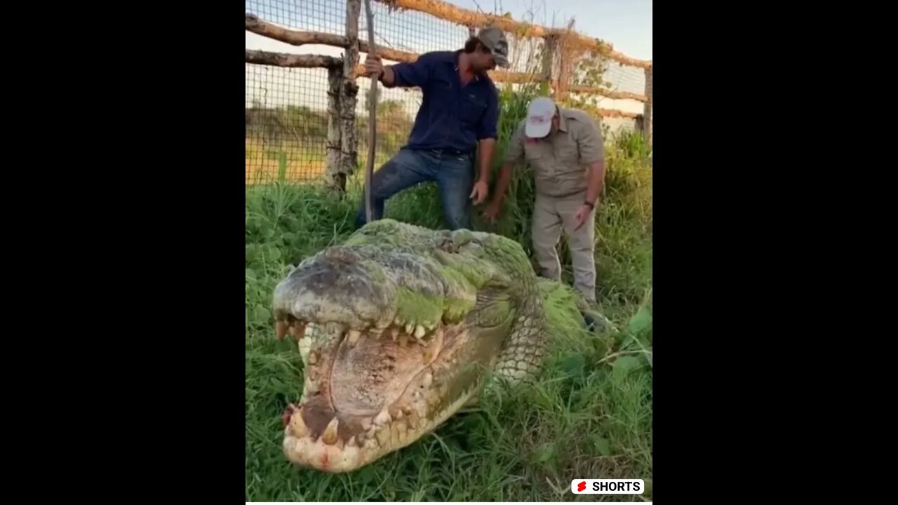 Funny video with animals