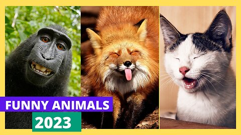 Best Funny Animal Videos of the year (2021), funniest animals ever. relax with cute animals.AWW anim