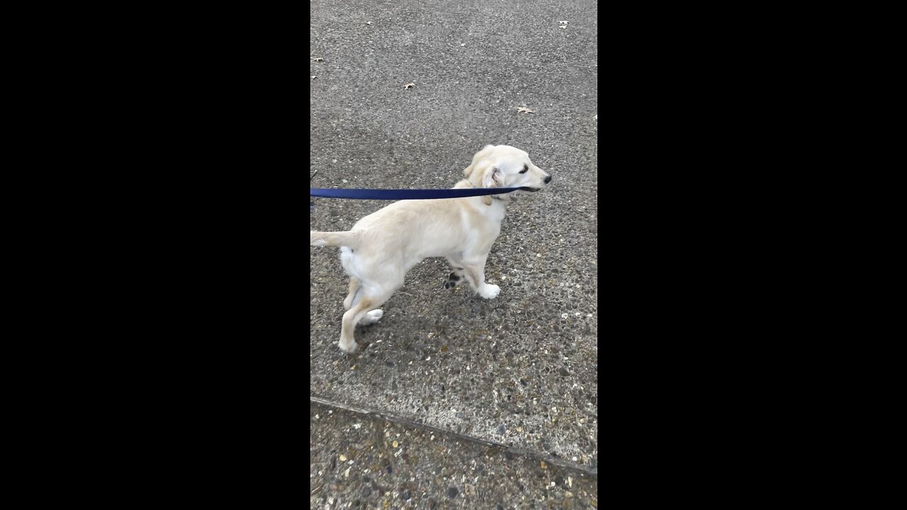 Golden retriever walks owner☀️
