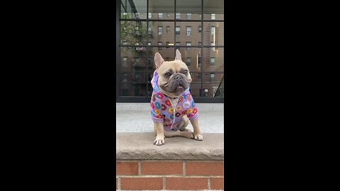 Little Pup All Grown Up | Mochi The French Bulldog