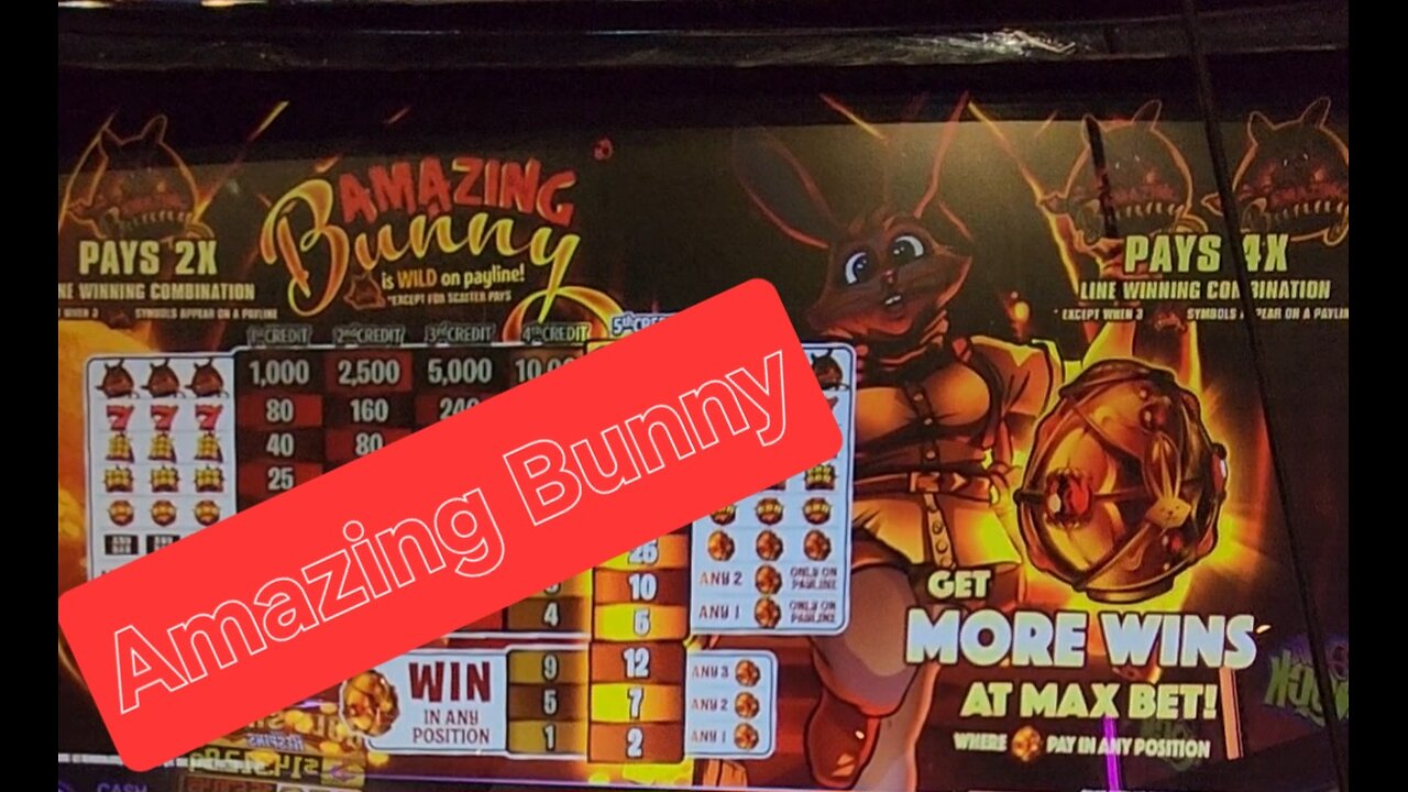 Amazing Bunny🐰