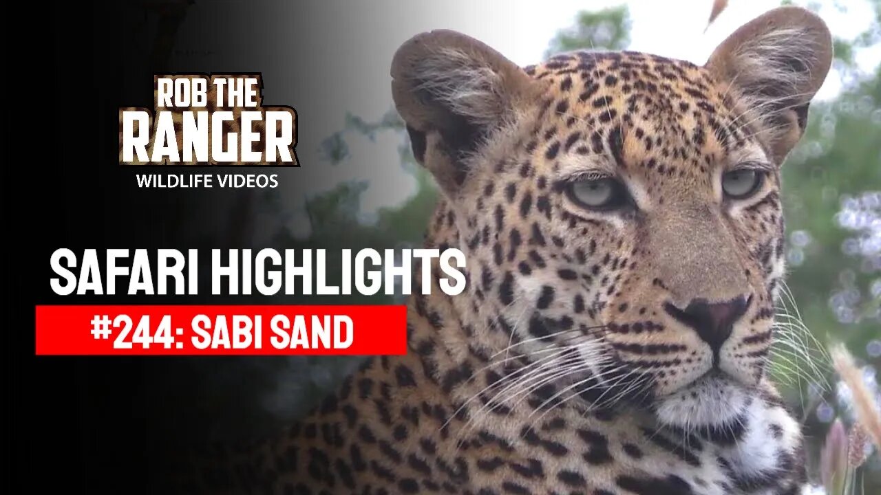 Safari Highlights #244: 23 - 27 December 2013 | Sabi Sand Wildtuin | Latest Wildlife Sightings