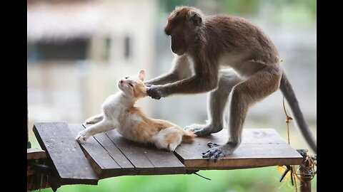 Best Animal Videos Of The Month