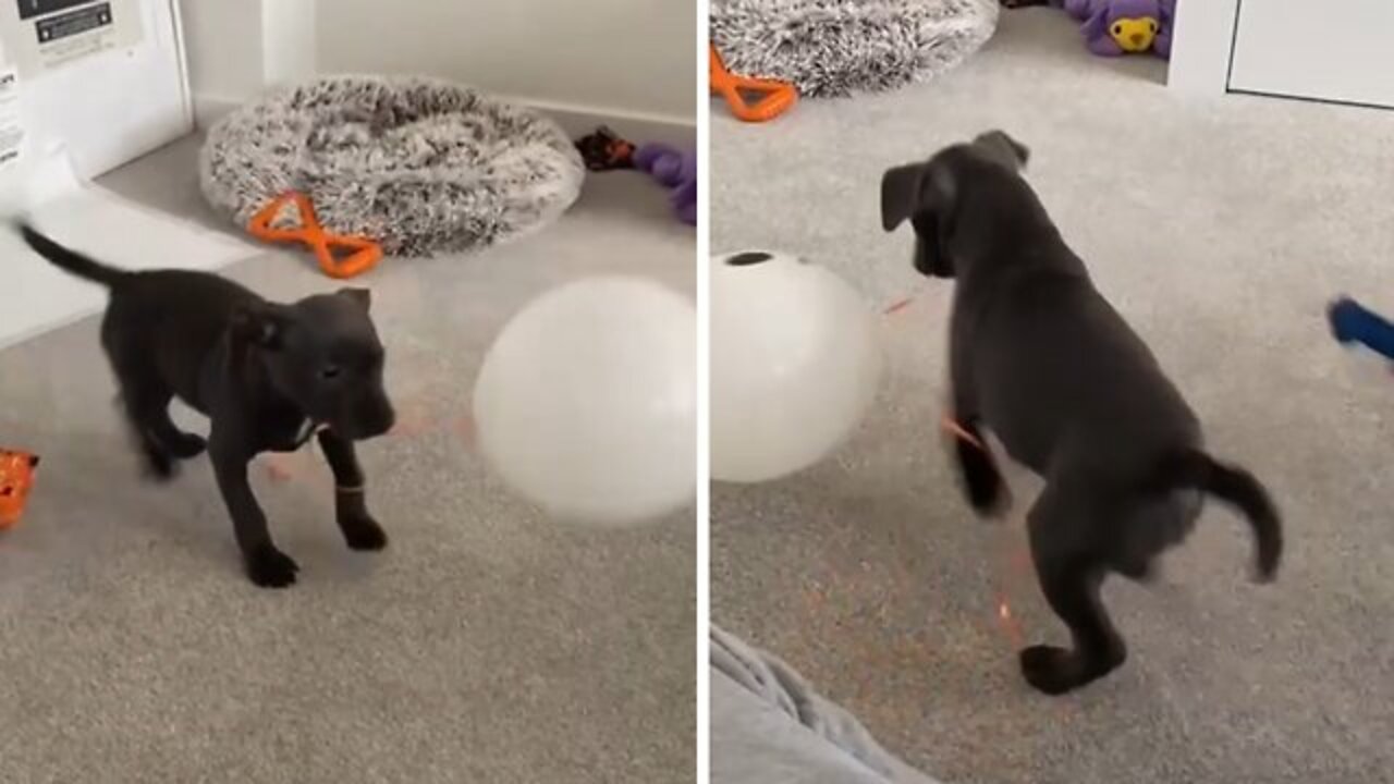 Happy puppy adorably overjoyed with new balloon