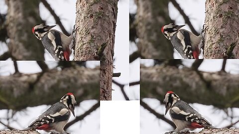 - COMO ENCONTRAR VÁRIOS VÍDEOS DE #passaros