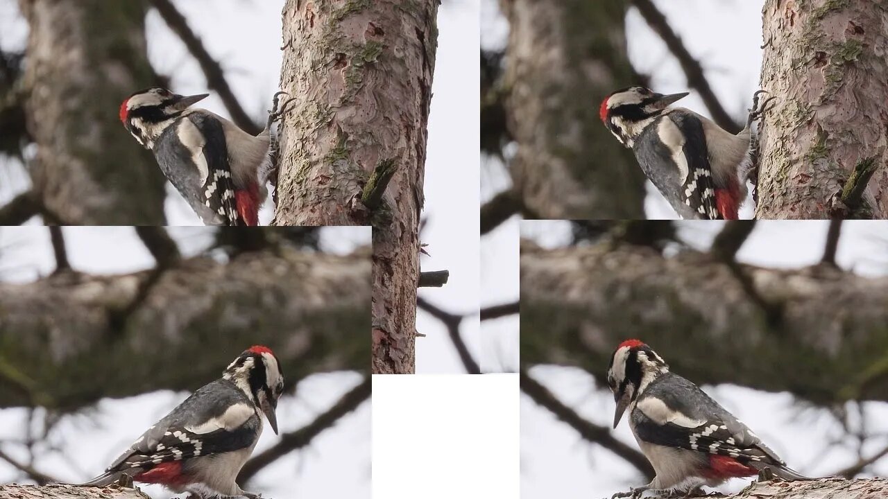 - COMO ENCONTRAR VÁRIOS VÍDEOS DE #passaros