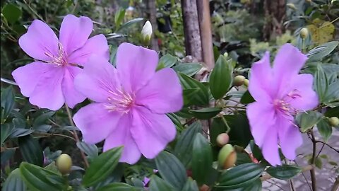 frutíferas e floriferas sapatinho de judia manacá da serra lanterna chinesa jasmim dos Açores...