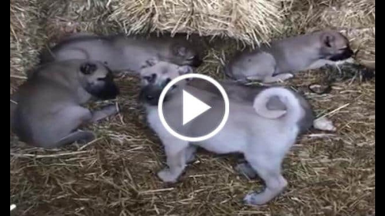 Kangal sHEPHERD Dog Puppies