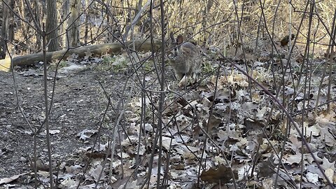 A curious rabbit 🐇 joined us today