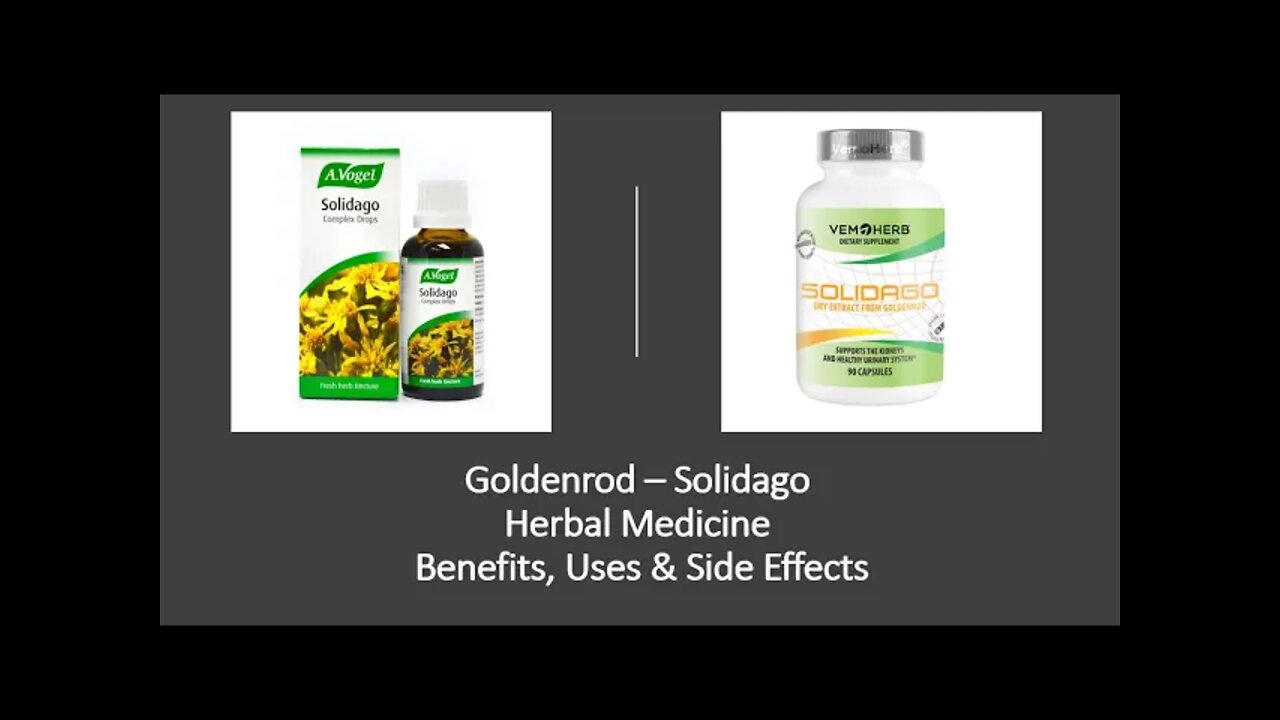 Solidago Golden Rod Herbal Medicine Benefits, Uses & Side Effects