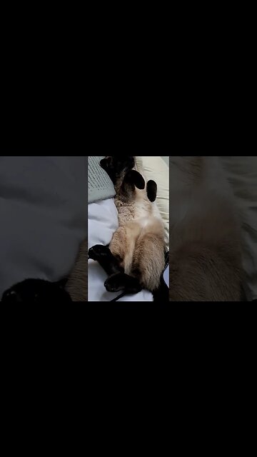 what you're missing during my livestreams: