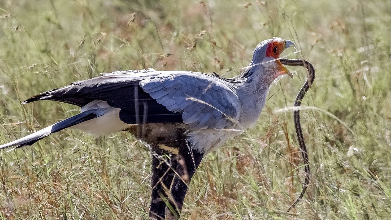 Secretary bird. Graceful SNAKE KILLER! African bird of prey vs snake!