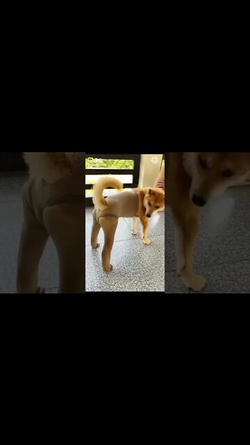 New Funny video 2022, viral video 2022, viral funny video, viral funny shorts, how to make funny